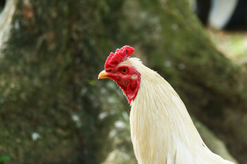 photography of closeup of white male village chicken