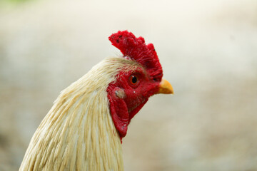 photography of closeup of white male village chicken