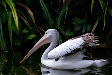 Australian pelican on the pond in the zoo. The Australian pelican (Pelecanus conspicillatus) is a large waterbird in the family Pelecanidae