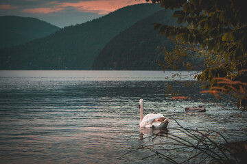 Łabędź o zachodzie słońca na spokojnym jeziorze © Mariusz