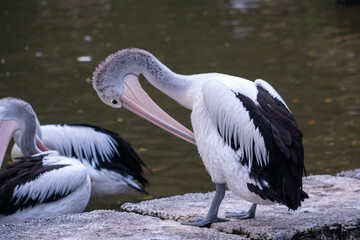 Australian pelican on the pond in the zoo. The Australian pelican (Pelecanus conspicillatus) is a large waterbird in the family Pelecanidae