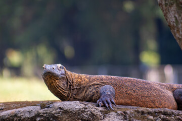 Obraz premium Monitor lizard on the ground in the zoo. Monitor lizards are lizards in the genus Varanus, the only extant genus in the family Varanidae. Animal photo. Blurred background.