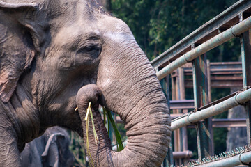 Elephant is one of the animals in the zoo in Jakarta. Sumatra elephant.