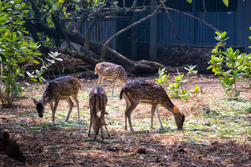 The chital or cheetal, also known as the spotted deer, chital deer and axis deer, is a deer species native to the Indian subcontinent. Deers in the zoo.