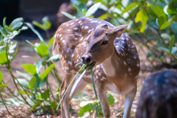 The chital or cheetal, also known as the spotted deer, chital deer and axis deer, is a deer species native to the Indian subcontinent. Deers in the zoo.