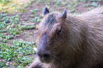 The capybara or greater capybara (Hydrochoerus hydrochaeris) is a giant cavy rodent native to South America. Capybara in the zoo
