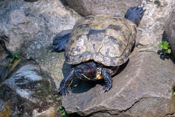 The Amboina box turtle or Southeast Asian box turtle is a species of Asian box turtle widely distributed across Southeast Asia. Turtle in the zoo.