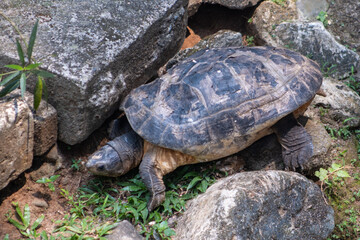 The Amboina box turtle or Southeast Asian box turtle is a species of Asian box turtle widely distributed across Southeast Asia. Turtle in the zoo.