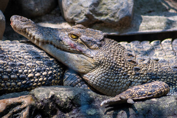 The saltwater crocodile (Crocodylus porosus) is a crocodilian native to saltwater habitats, brackish wetlands, and freshwater rivers. Close-up crocodile photo. 