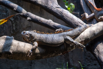 Beautiful Red Iguana on wood. The Red Iguana is a sub-species of Green Iguana found primarily in the Western Regions of Costa Rica. Animal photo.