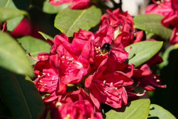 Fototapete bei efototapeten.de bestellen   