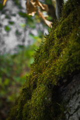 Moss on tree bark close-up. Nature close-up.