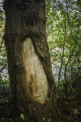 Tree trunk close-up. Nature close-up.