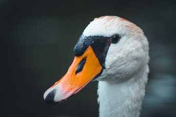 Portret łabędzia z bliska © Mariusz