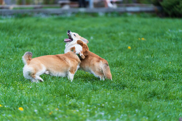 Two Young Pembroke Welsh corgis playing in green grass in the city park.