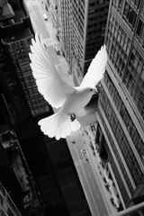 Fototapeta premium White Bird Flying Over City