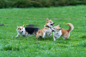 Obraz premium Three Young Pembroke Welsh corgis (two red male and tricolor female) playing in green grass in the city park.
