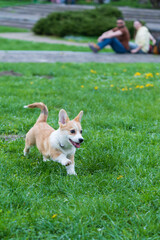 Puppy of Pembroke Welsh corgi running in green grass in the city park.