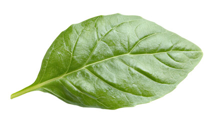Obraz premium Fresh basil leaf with vibrant green color, isolated on transparent cutout background