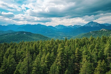 Fototapeta premium Lush Forest Landscape