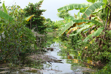 Impact of flooding on agriculture: Mixed fruit orchards submerged underwater – Natural disaster's devastation