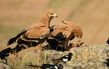 joven aguila imperial se alimenta en el campo