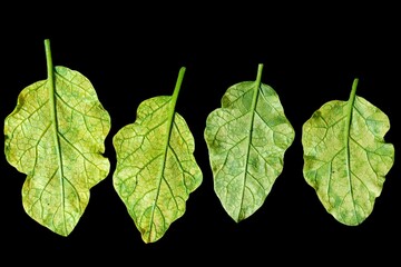 Eggplant leaves lacking magnesium 