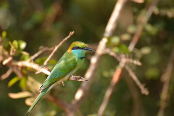 Green Bee-eater Perched on Branch in Sri Lankan Wilderness