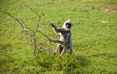 Gray Langur Exploring Thorny Vegetation in Yala National Park, Sri Lanka