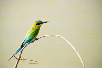 Green Bee-Eater Perched Gracefully on a Branch, Sri Lanka