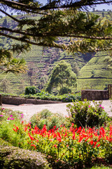 Floral Harmony Overlooking Verdant Tea Plantations in Sri Lanka's Highlands