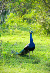 Majestic Indian Peacock in Sri Lankan Wilderness, Yala National Park