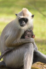 Sri Lanka langur family monkey