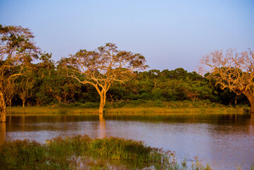 Sunset over lake with trees Sri Lanka