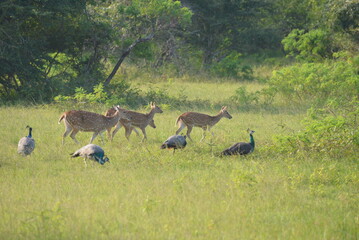Wildlife scene with chital and peafowl at Yala National Park Sri Lanka