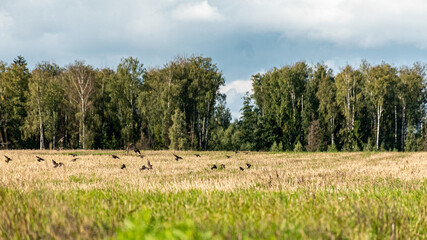a flock of migrating birds on a cultivated crop field