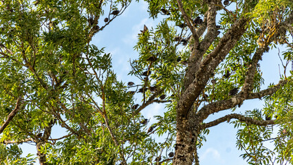 a flock of migrating birds settles in the branches of a tree