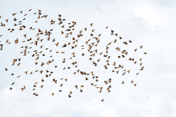 flock of migrating birds against the sky