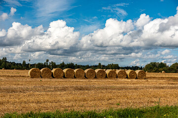 hay roll on cultivated corn field, contrasting sky