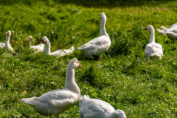 white geese in a green blanket, a flock of geese in a backyard garden