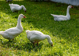 Obraz premium white geese in a green blanket, a flock of geese in a backyard garden