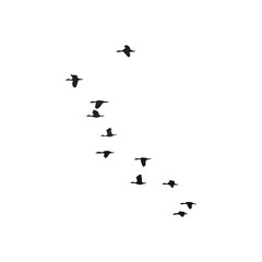 illustration vector flock of birds in flight