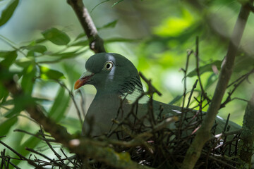 Taube im Nest beim Brüten