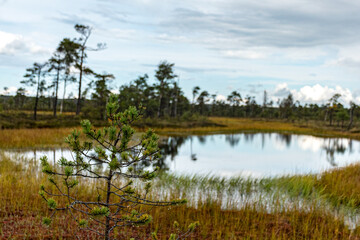 bog lake, bog pines and traditional bog vegetation, Nigula nature reserve is Nigula bog, a typical western Estonian bog