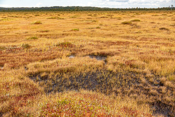 bog wetland, grass, bog pines and traditional bog vegetation, Nigula nature reserve is Nigula bog,...