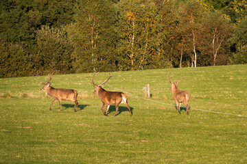 Red deer in Killarney National Park.Kerry,Ireland