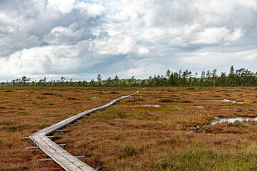 Fototapeta premium wooden footbridge in the bog, traditional bog vegetation, Nigula nature reserve is Nigula bog, a typical western Estonian bog