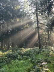 Obraz premium morning in the forest