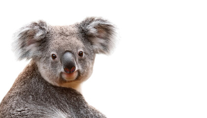 Naklejka premium Koala on white isolated background transparent
