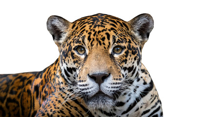 Obraz premium Jaguar portrait, white isolate background transparent